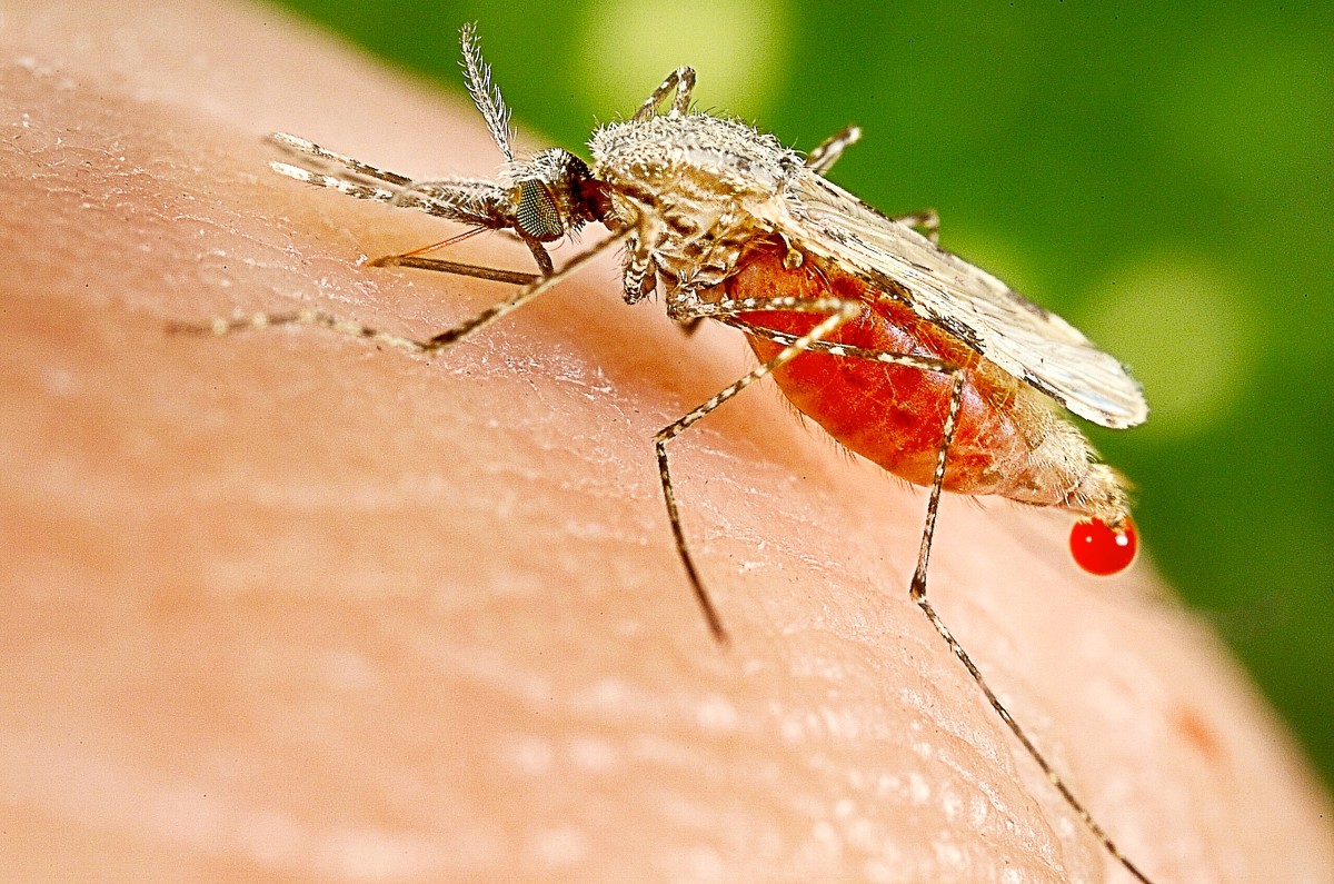 A mosquito feeding on human blood; the smoke from burning cow dung is said to repel mosquitoes