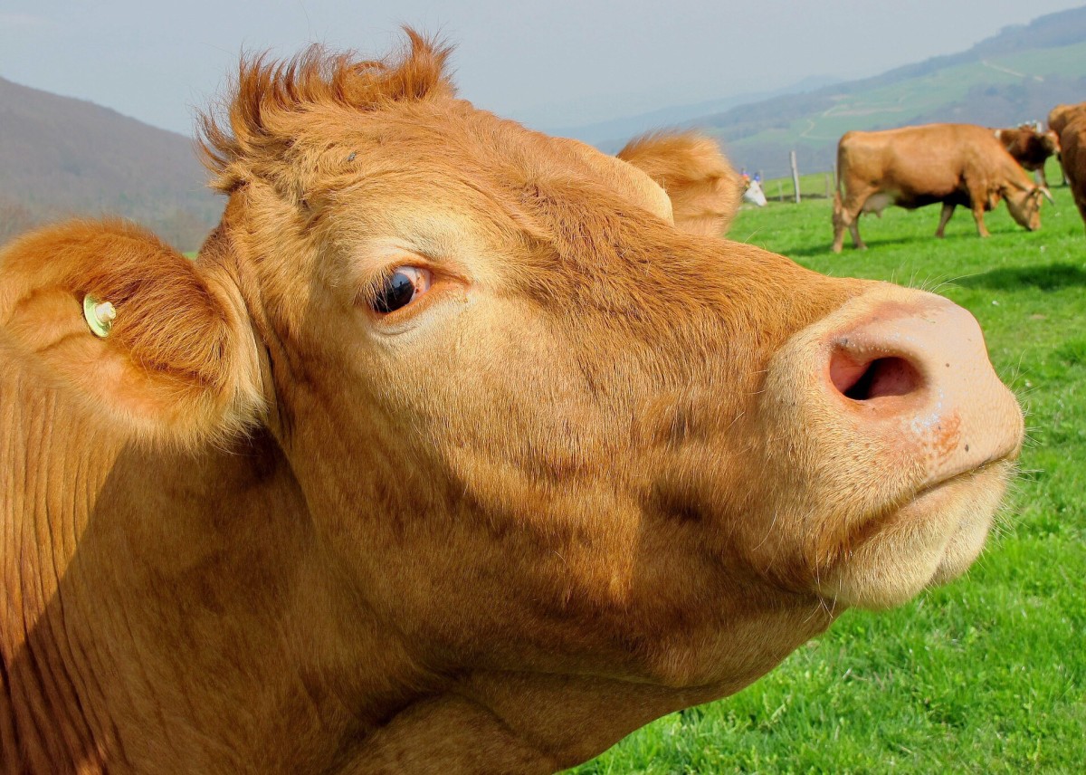 The Many Uses Of Cow Dung A Natural And Renewable Resource Owlcation