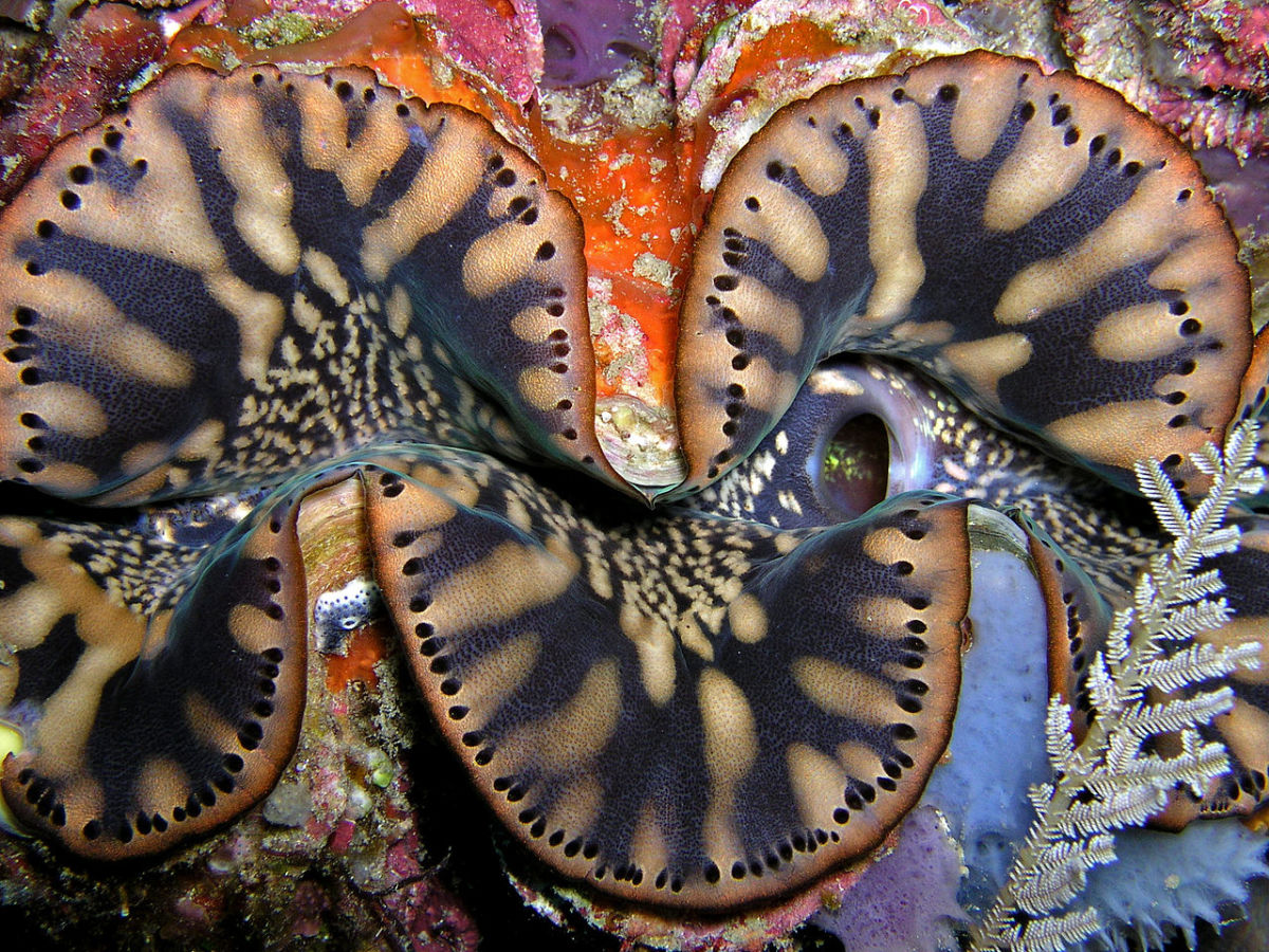 Giant Clams (Hippopus hippopus)