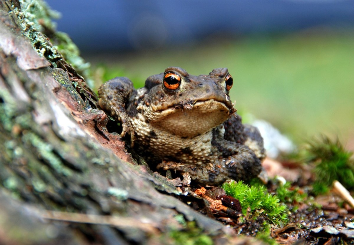 Hazel's Forest Frog (Platymantis hazelae)