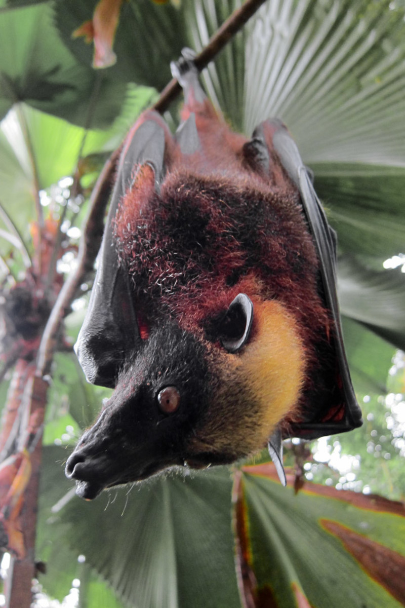 Golden-Capped Fruit Bat (Acerodon jubatus)