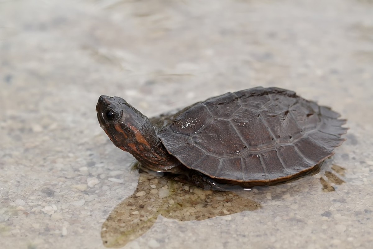 Top 50 Critically Endangered Animals In The Philippines Owlcation top-50-critically-endangered-animals-in-the-philippines-owlcation
