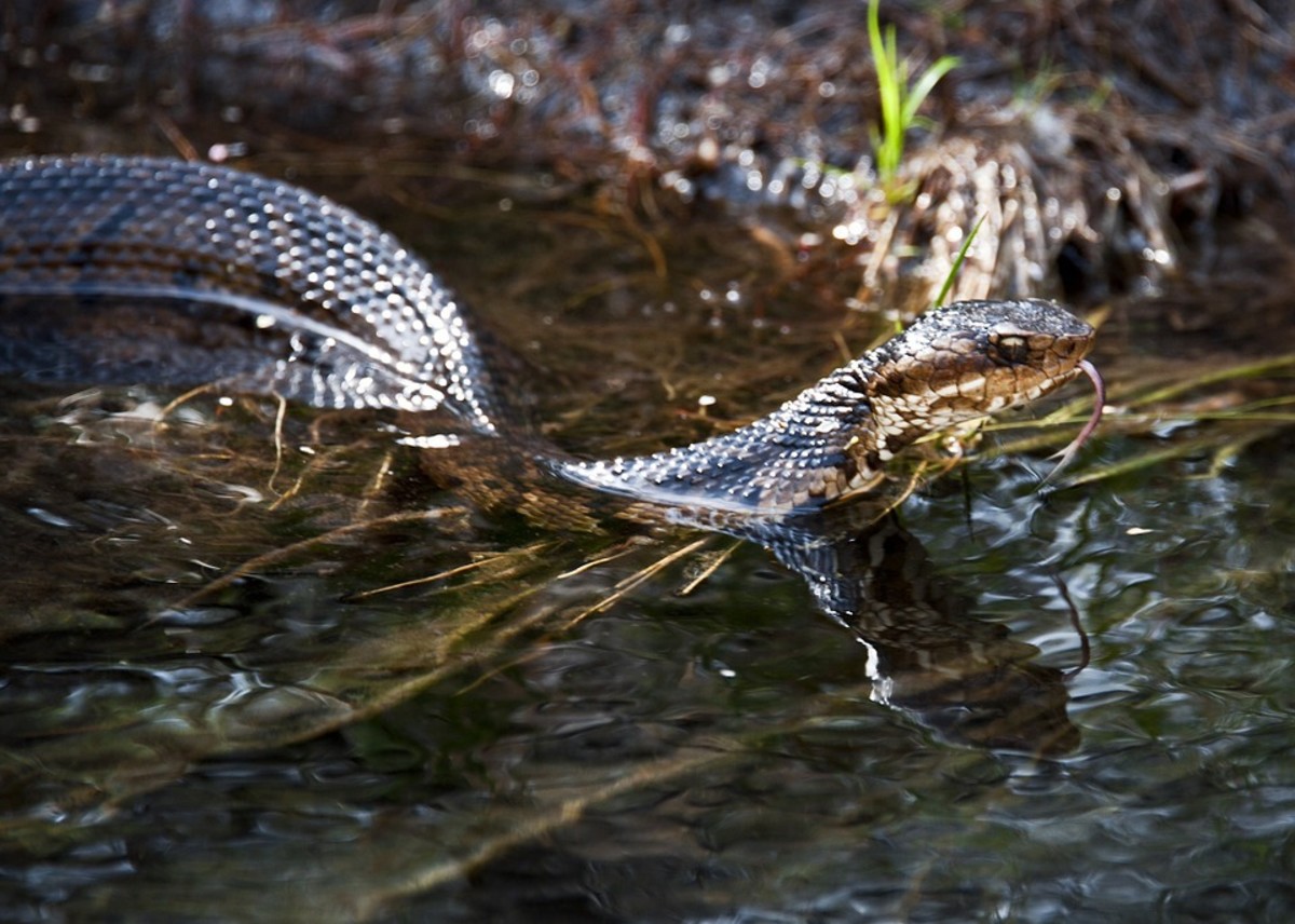 Dog-Faced Water Snake (Cerberus microlepis)