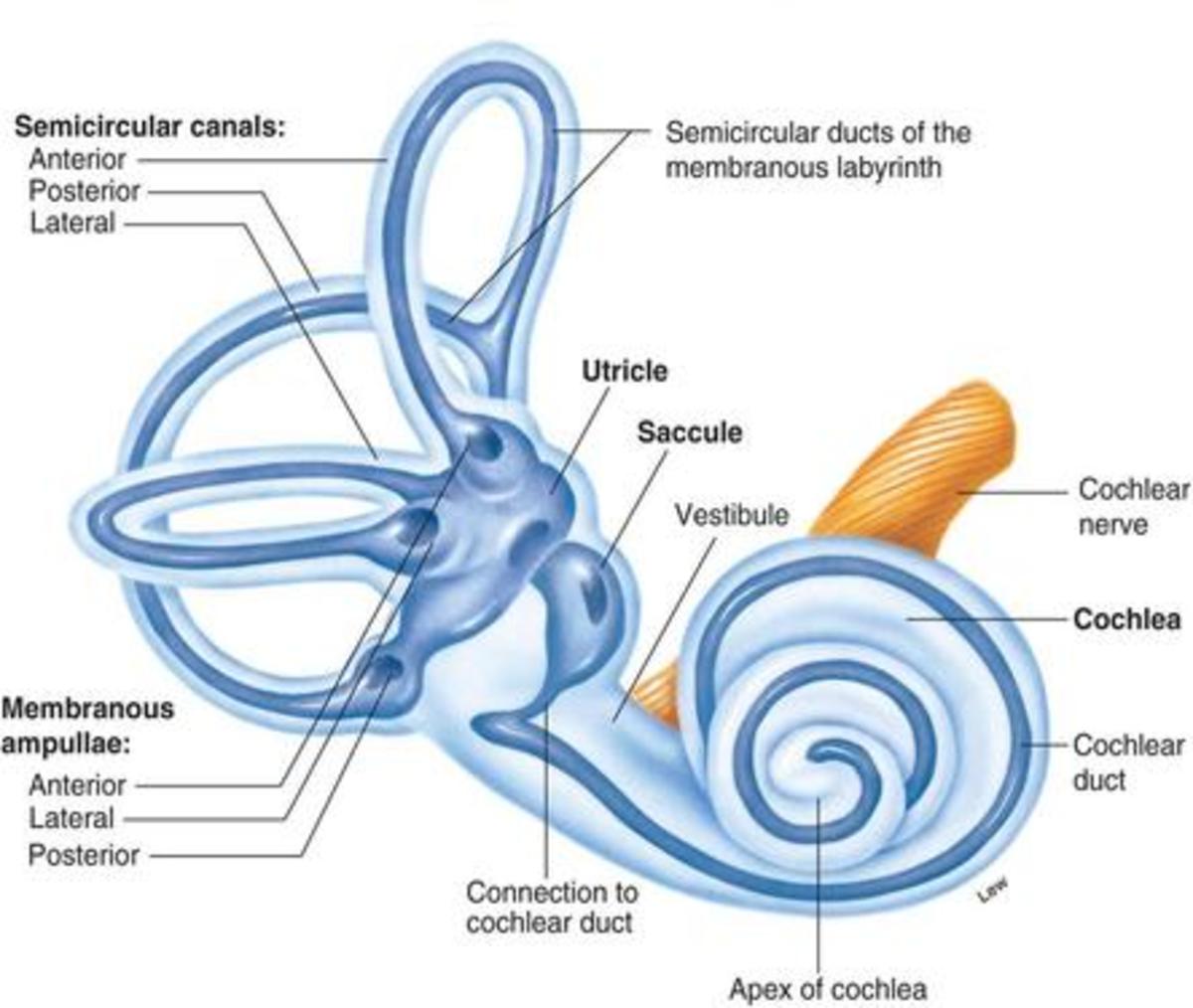 How Does The Ear Help To Maintain Balance And Equilibrium Of The Body 