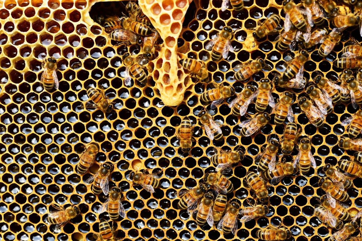 Fascinating Facts About Honey Bees Questions With Answers Owlcation Fascinating Facts About Honey Bees Questions With Answers Owlcation