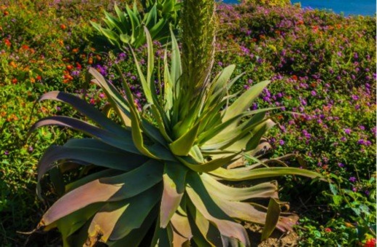 Agave americana is native to Texas and can also be found in California, Arizona, Louisiana and Florida. CORBIS IMAGES