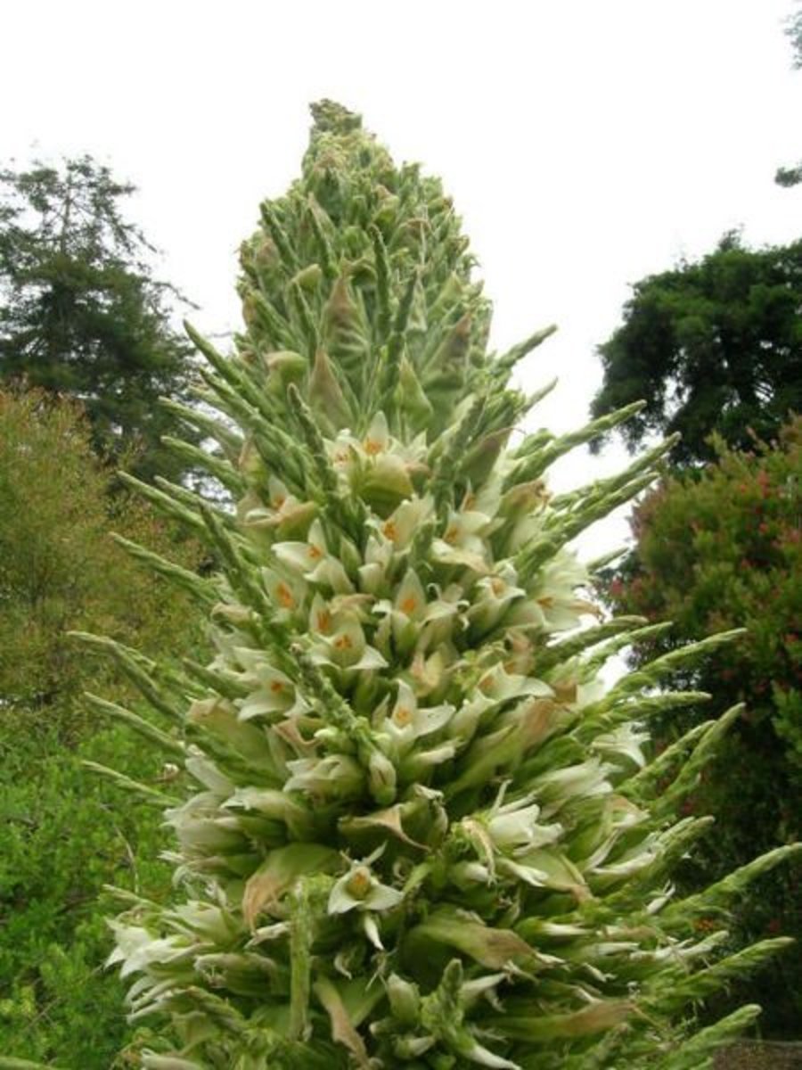 Puya raimondii — "Queen of the Andes. Transferred from en.wikipedia; transferred to Commons by User:Quadell using CommonsHelper Source Wikimedia Commons