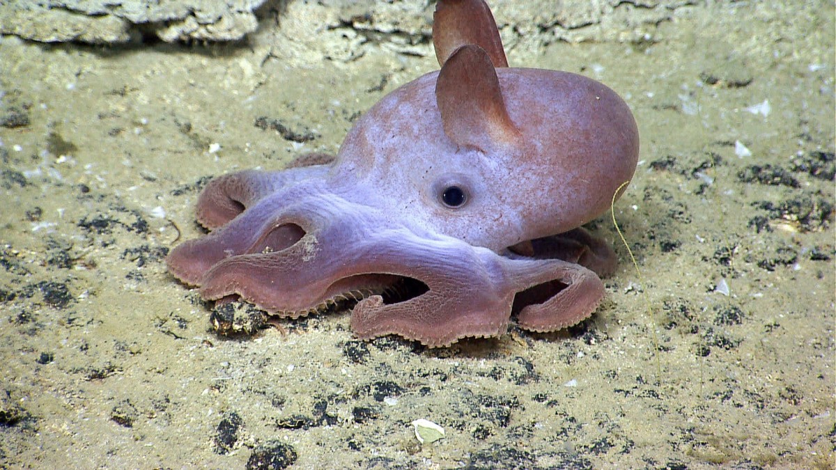 A dumbo octopus preparing to swim