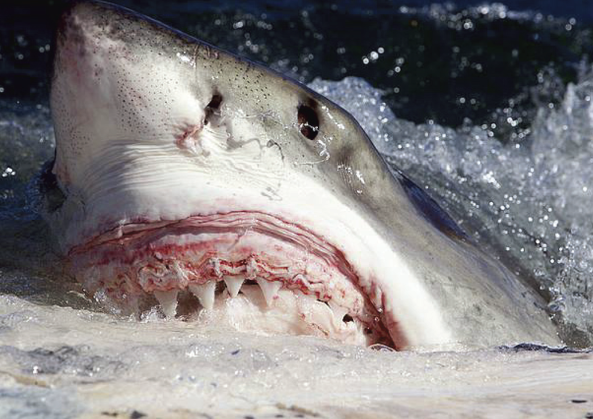 这条大白鲨在享用鲸鱼尸体时，露出了它锋利的牙齿。