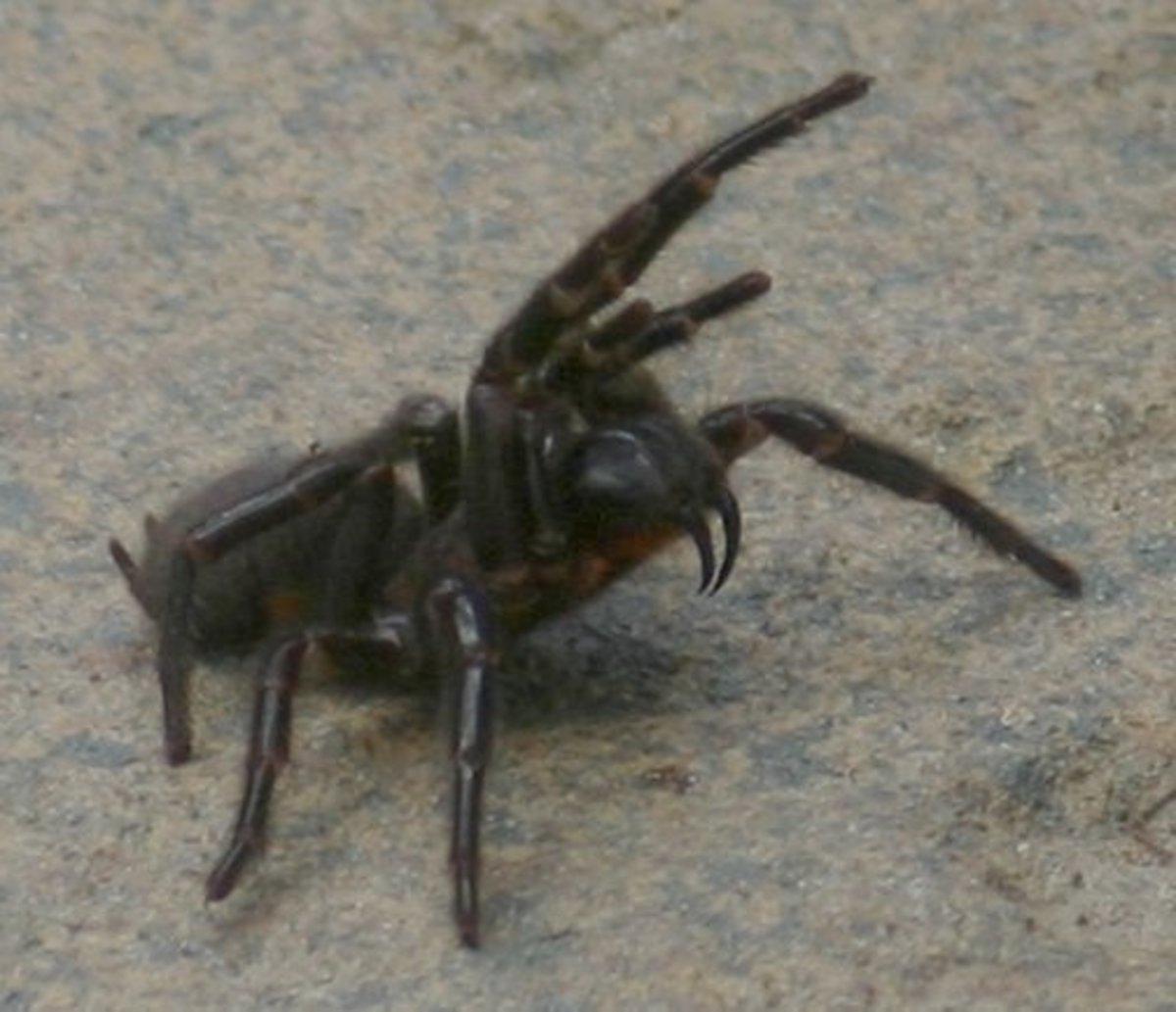 A bite from a Sydney funnel-web spider is capable of killing a human within 15 minutes. 