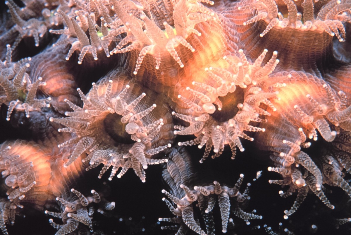 Coral polyps extended on Molasses Reef in Florida Keys National Marine Sanctuary