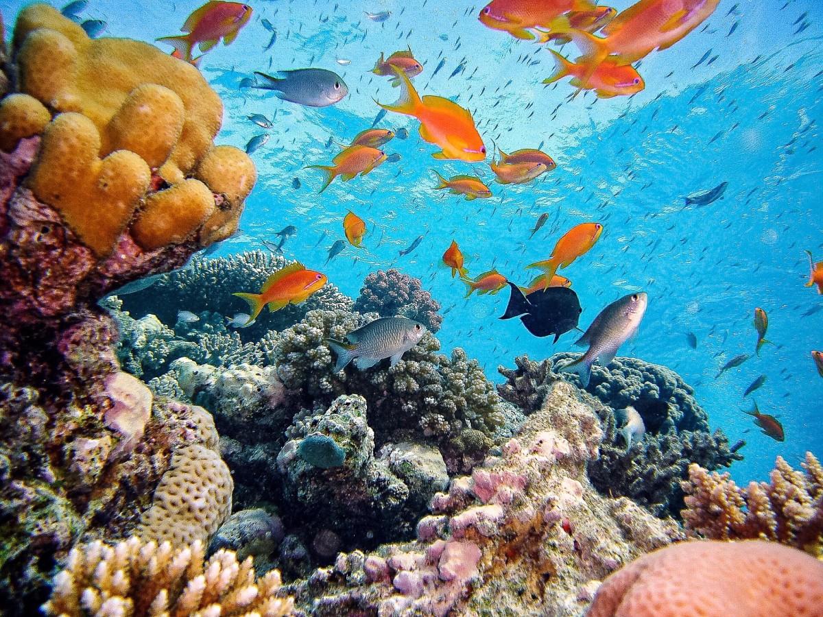 A colourful coral reef and some of the fish that rely on its presence