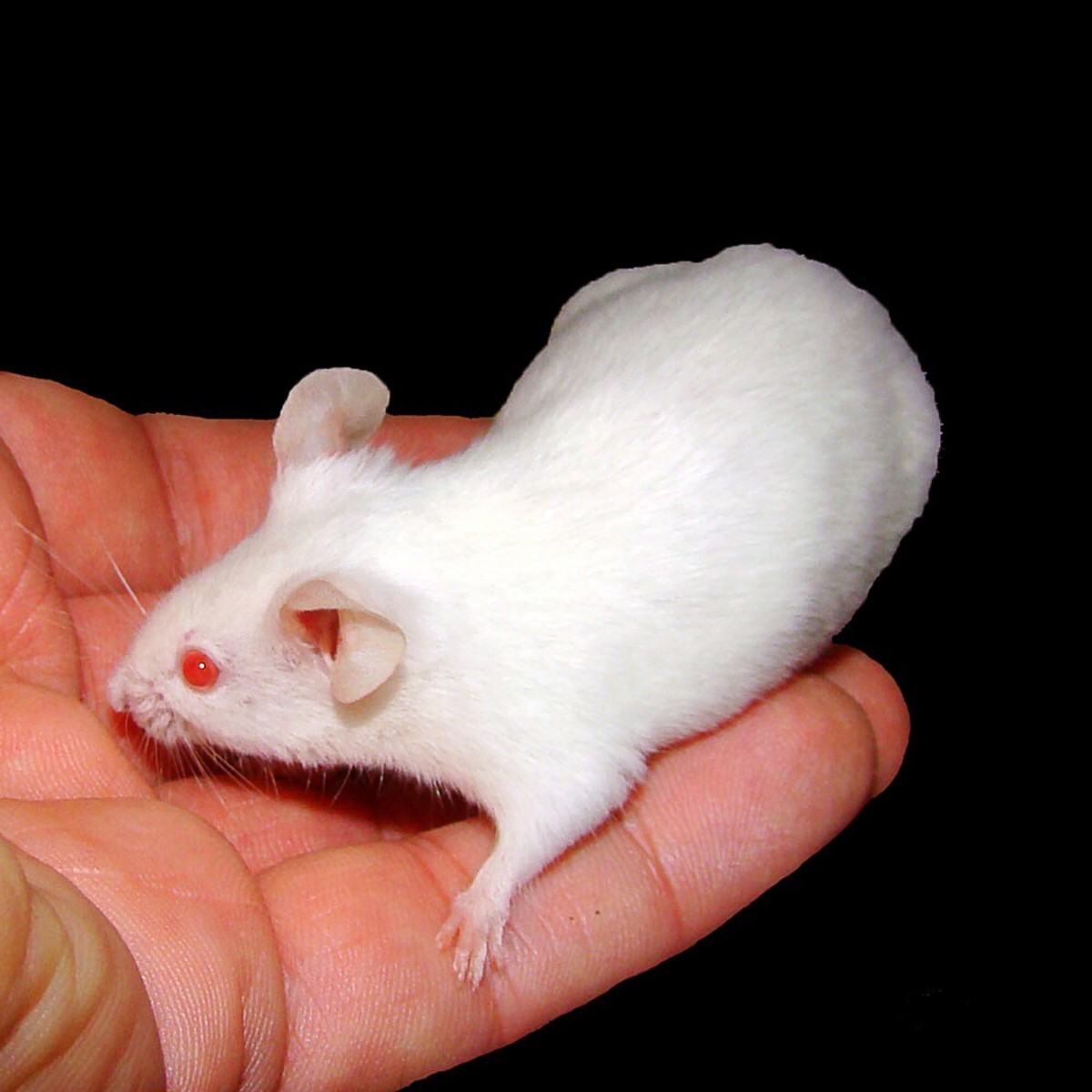 Rapamycin extends the life of lab mice.