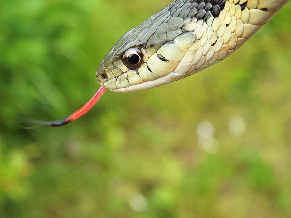 The tongue of a garter snake