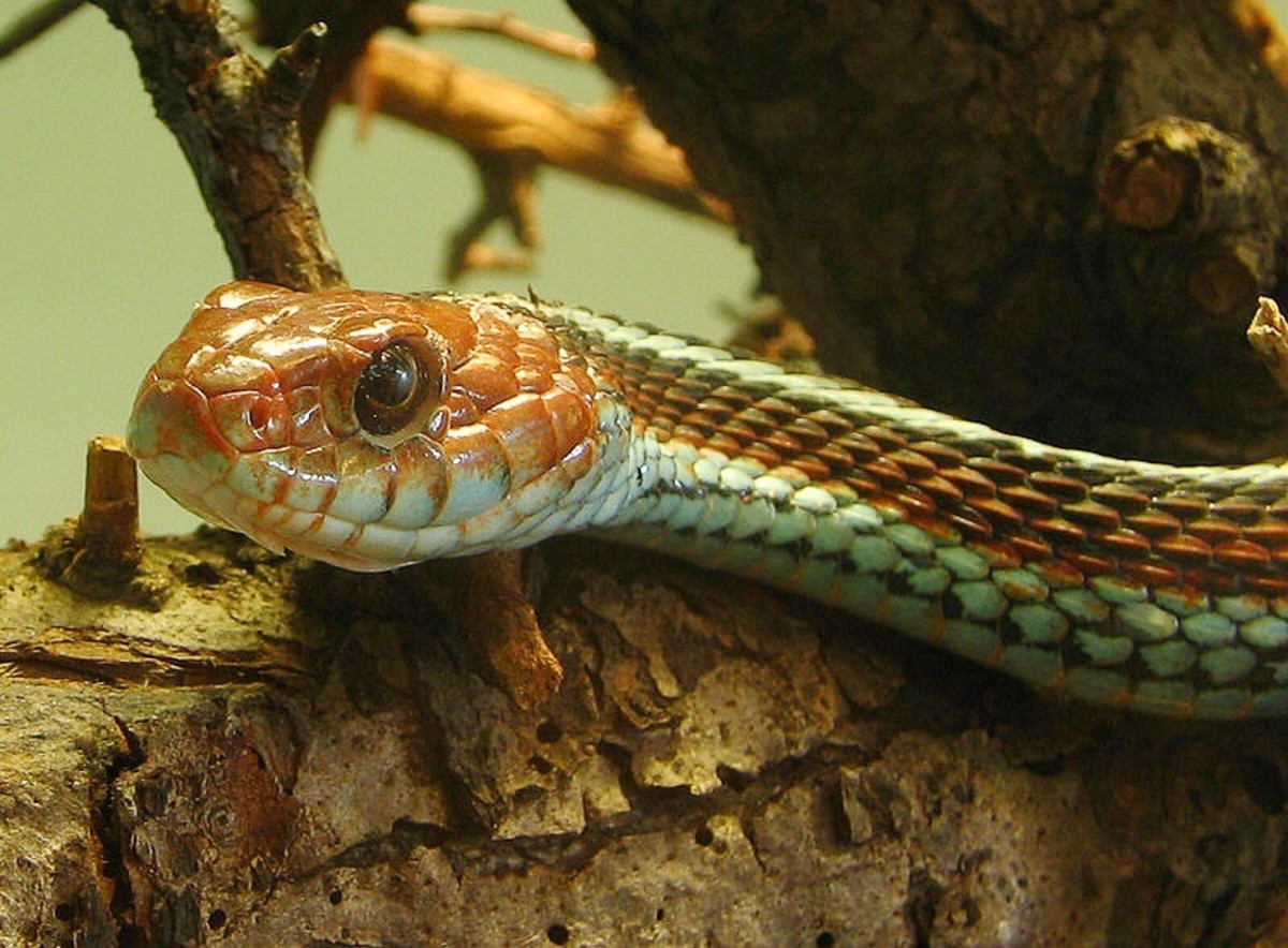 Red-tailed pipe snake not dangerous. but like to lift and spread the tail  to threaten the enemy to misunderstand that is venomous imitate cobra. in  agricultural garden countryside of Thailand. Stock Photo