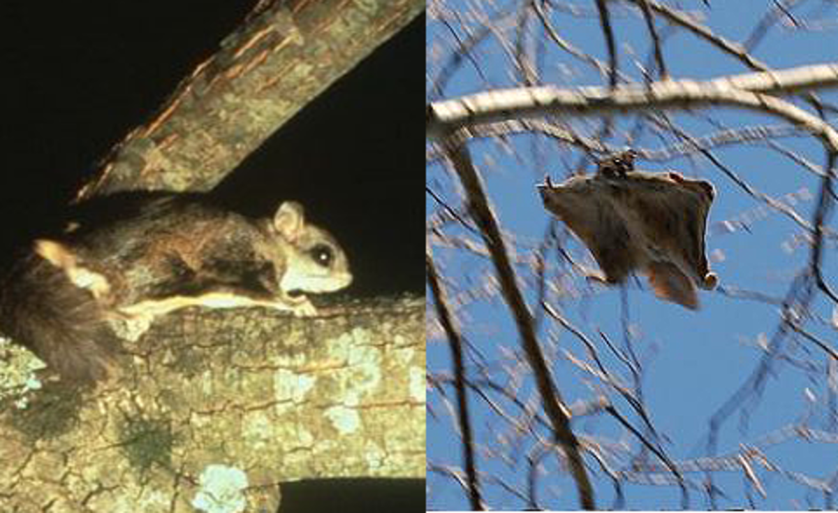 Northern flying squirrel (Glaucomys sabrinus)