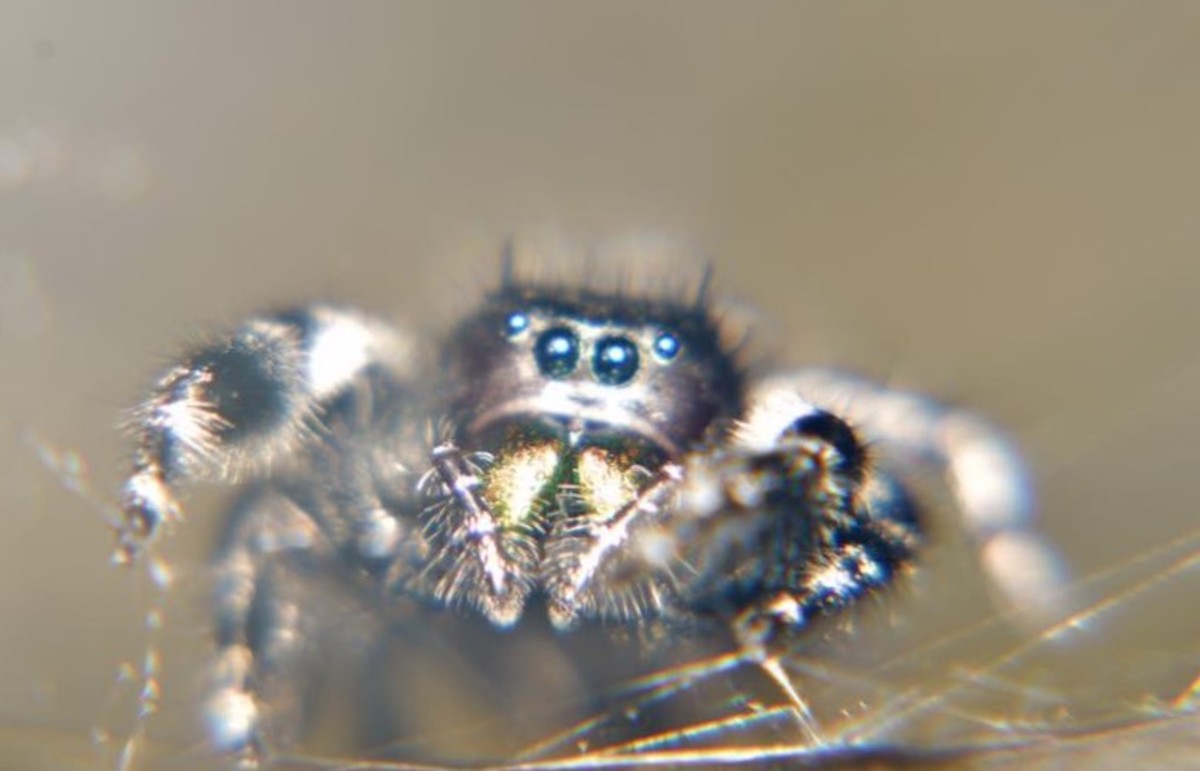 Not So Scary After All: How to Overcome a Fear of Spiders - HubPages