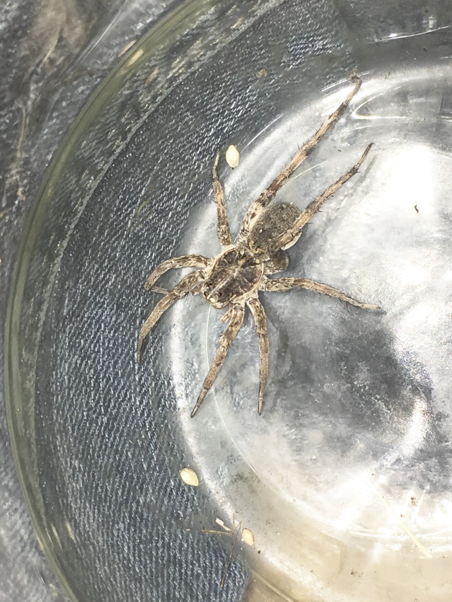 A Large Female Wolf Spider