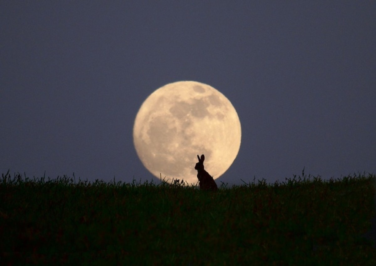 The Hare was associated with witchcraft because of its silent and secretive character
