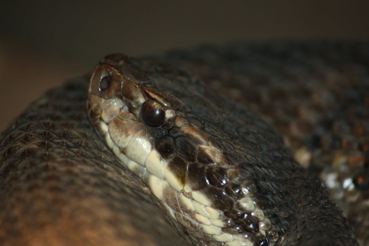 Cottonmouth Snake. Poisonous Snake. Most poisonous Snakes. Venomous.