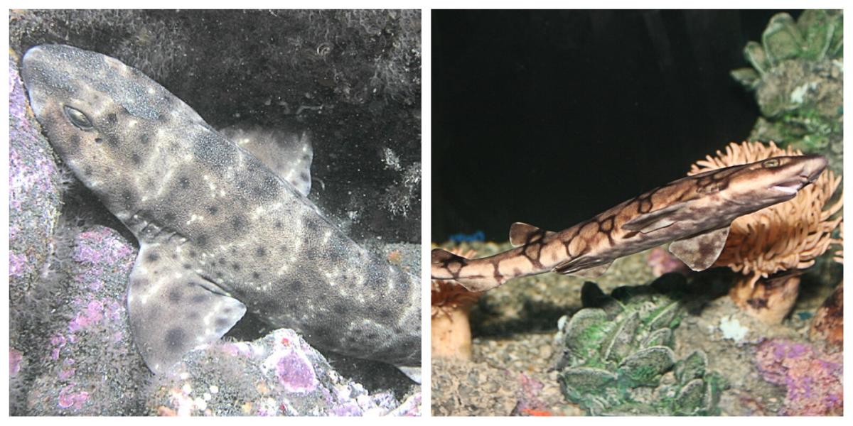 The swell shark (left) and chain catshark (right) under white light