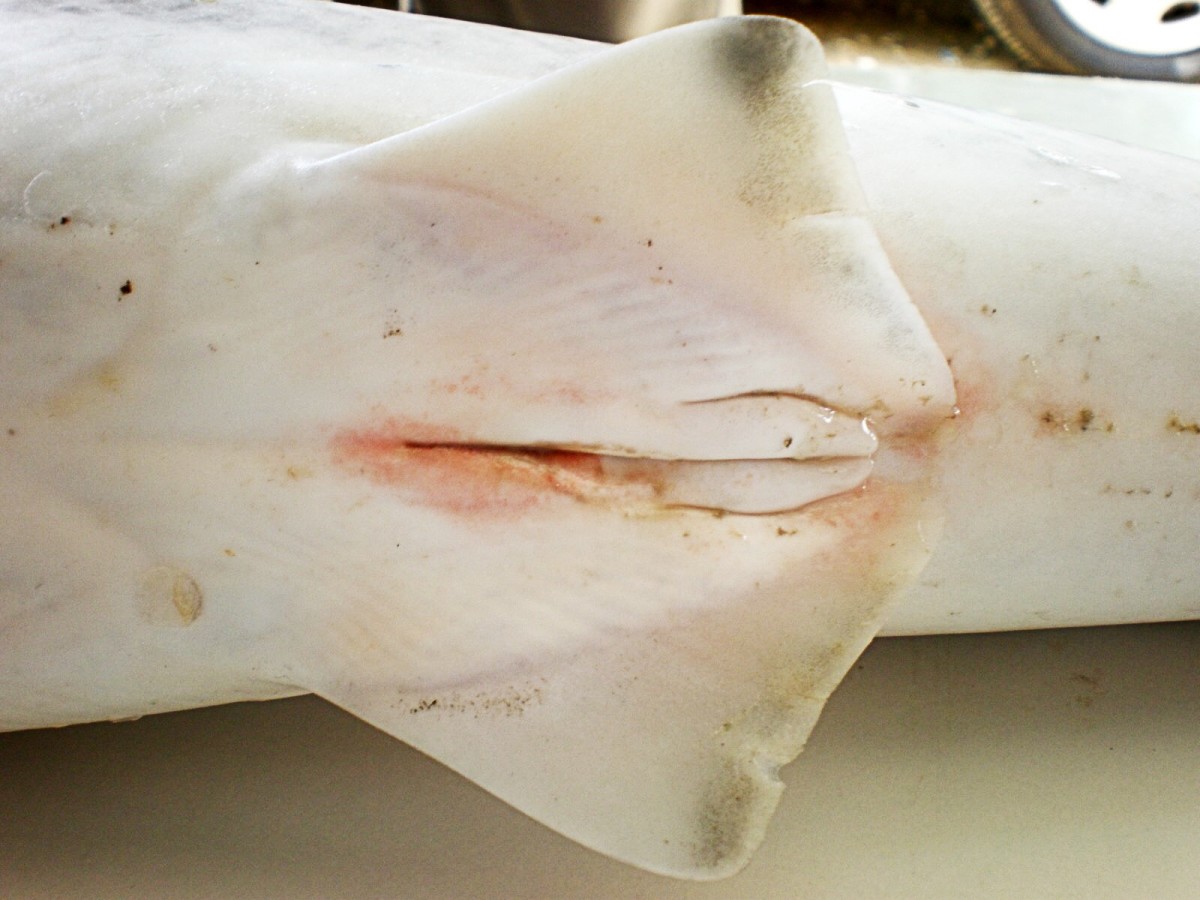 Claspers of a male spinner shark