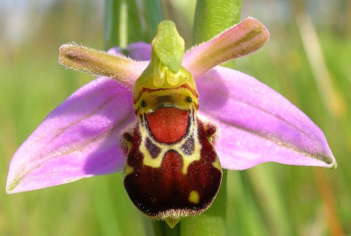 And this one looks just like a bumblebee - it's called Ophrys bombyliflora and is named for the Greek word bombylios, which means bumblebee.
