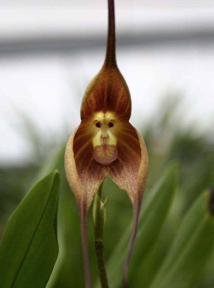 And yet another monkey face orchid.  Contact a member of your local orchid society to find out where you can get legitimate monkey face orchid seeds.