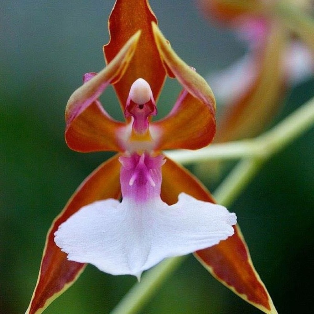 Unfortunately, these beautiful ballerina orchids are critically endangered and are only found in limited supply in Western Australia.
