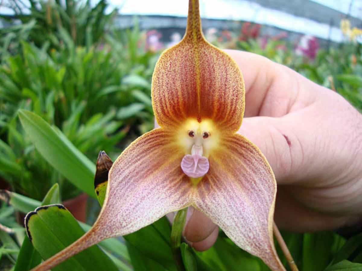 Another monkey face orchid. Apparently there are a lot of unscrupulous sellers on the internet who advertise seeds of this kind, but buyer beware.