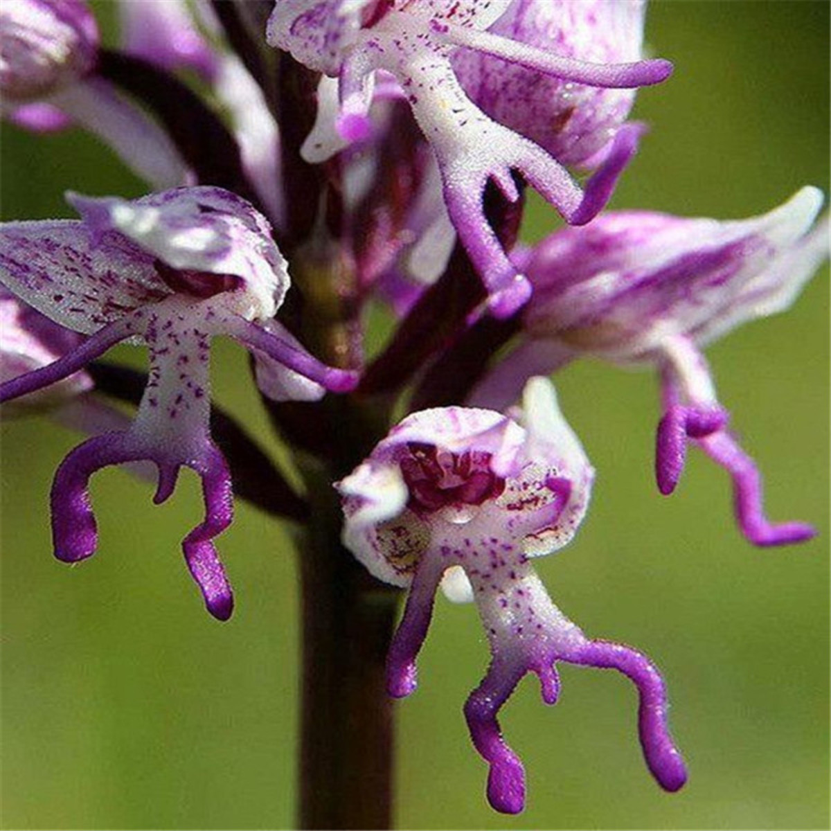 These flowers are called naked man orchids and they are native to the Mediterranean areas and regions like Jordan, Turkey, Italy, Portugal, Spain, Israel, Greece, but currently there are no sellers who are shipping them to the United States.