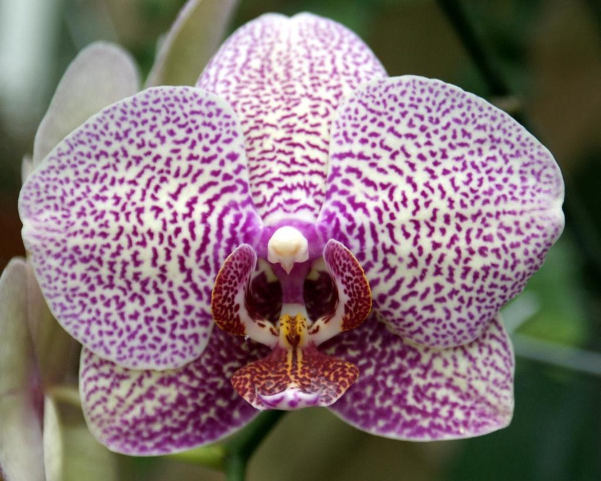 10 Flowers That Look Like Animals