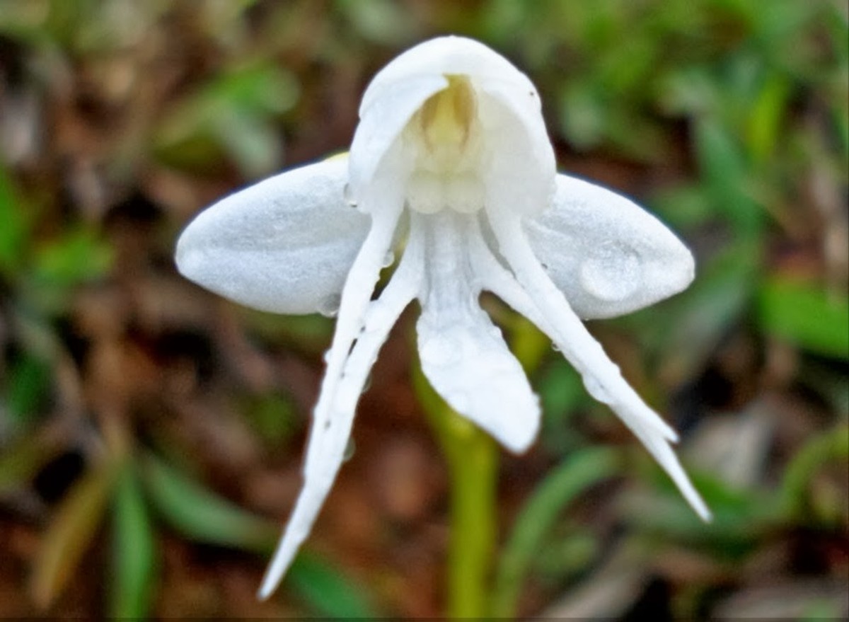 This beautiful angel orchid can be found growing in cool, moist areas of the eastern Himalayas and Vietnam.  Common names include snow queen, coel cristata, coelogyne cristata and crested coelogyne.