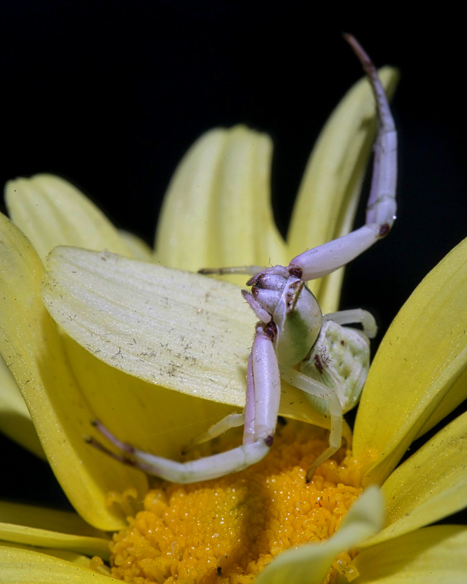 A crab spider - they are capable of completely changing colors when needed and grasp their prey in their two long, strong front legs, administering a poisonous bite.  Their bite is not harmful to humans and luckily, they prefer to remain outdoors.