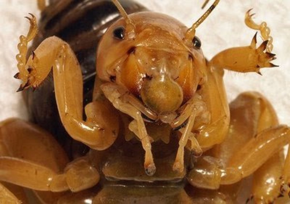 This Jerusalem cricket has a face that even a mother couldn't love, but at least he's more scared of us than we are of him.