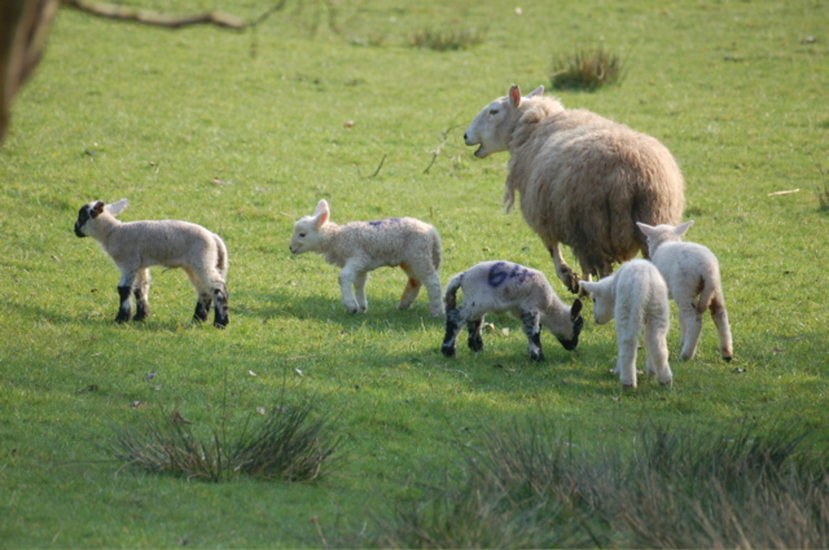 A springtime scene of newborn lambs  "Why did you die when the lambs were cropping"