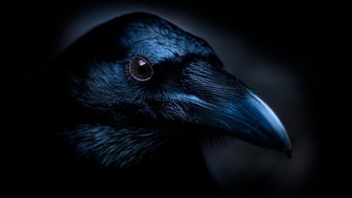Ravens symbolize death