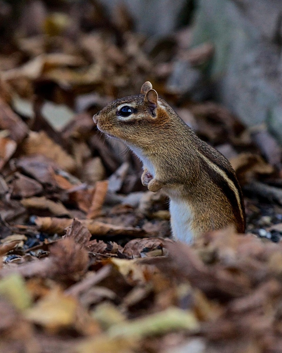 The ideal home for a chipmunk is a deciduous forest where they can find plenty of ground cover like logs, trees, stumps, shrubs and rocks.  They also can be found in other areas providing sufficient cover such as urban parks, fence lines or hedges.
