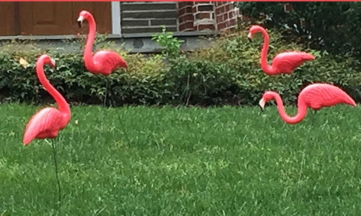 "A Flamboyance of Flamingos"--You can never have too many plastic flamingo lawn ornaments .