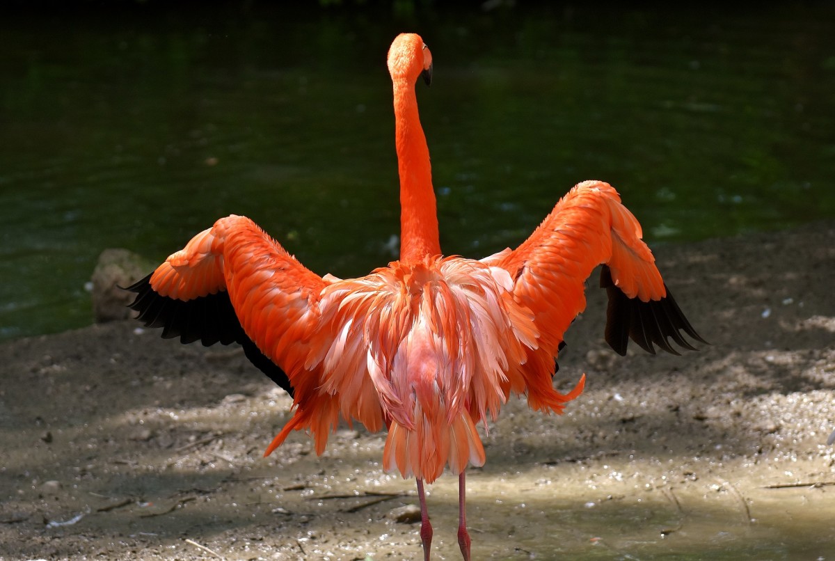 A pink flamingo elongates ts neck and spreads it wings as part of a mating dance. 