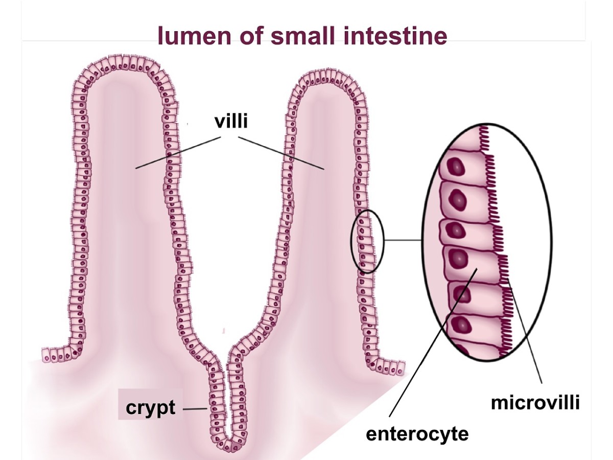 Paneth cells are located in the intestinal glands or crypts located between the villi.