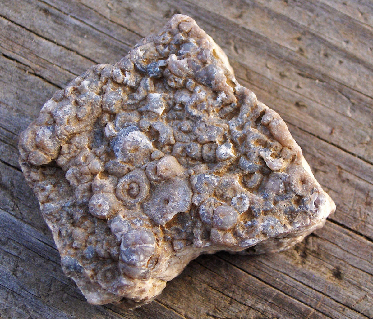 Crinoidal limestone found along Lake Michigan beaches     