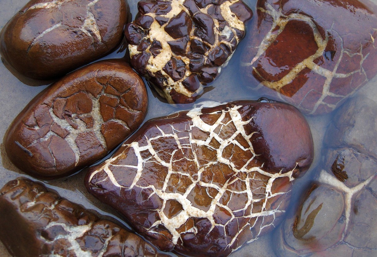 Septarian brown stones