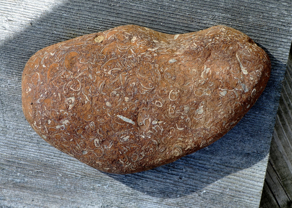 Fossiliferous limestone found along Lake Michigan beaches   
