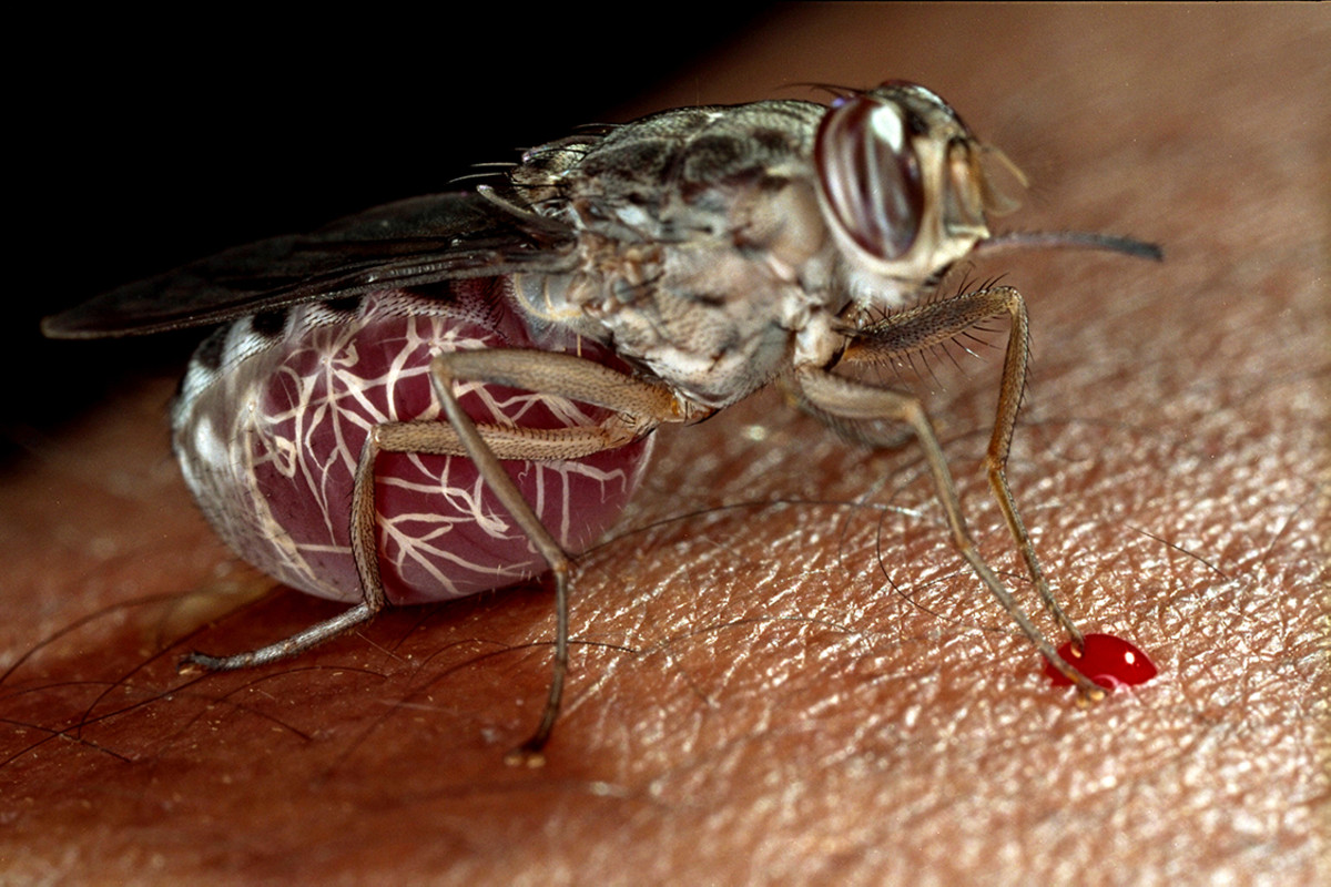 As the tsetse fly bites a mammal, the trypanosomes migrate into the blood of the mammalian host
