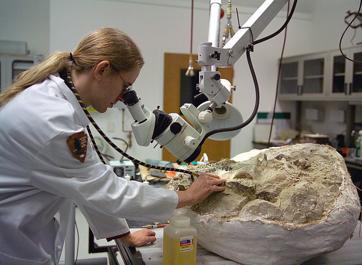 Paleontologist at Work in the Thomas Condon Center