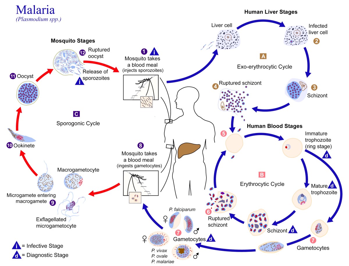 Plasmodium Vivax And Malaria Microbe And Disease Facts Owlcation