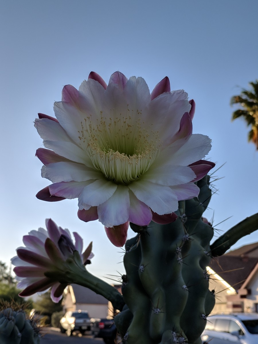 Monstrose Apple Cactus Bloom in shadow of early morning sun.
