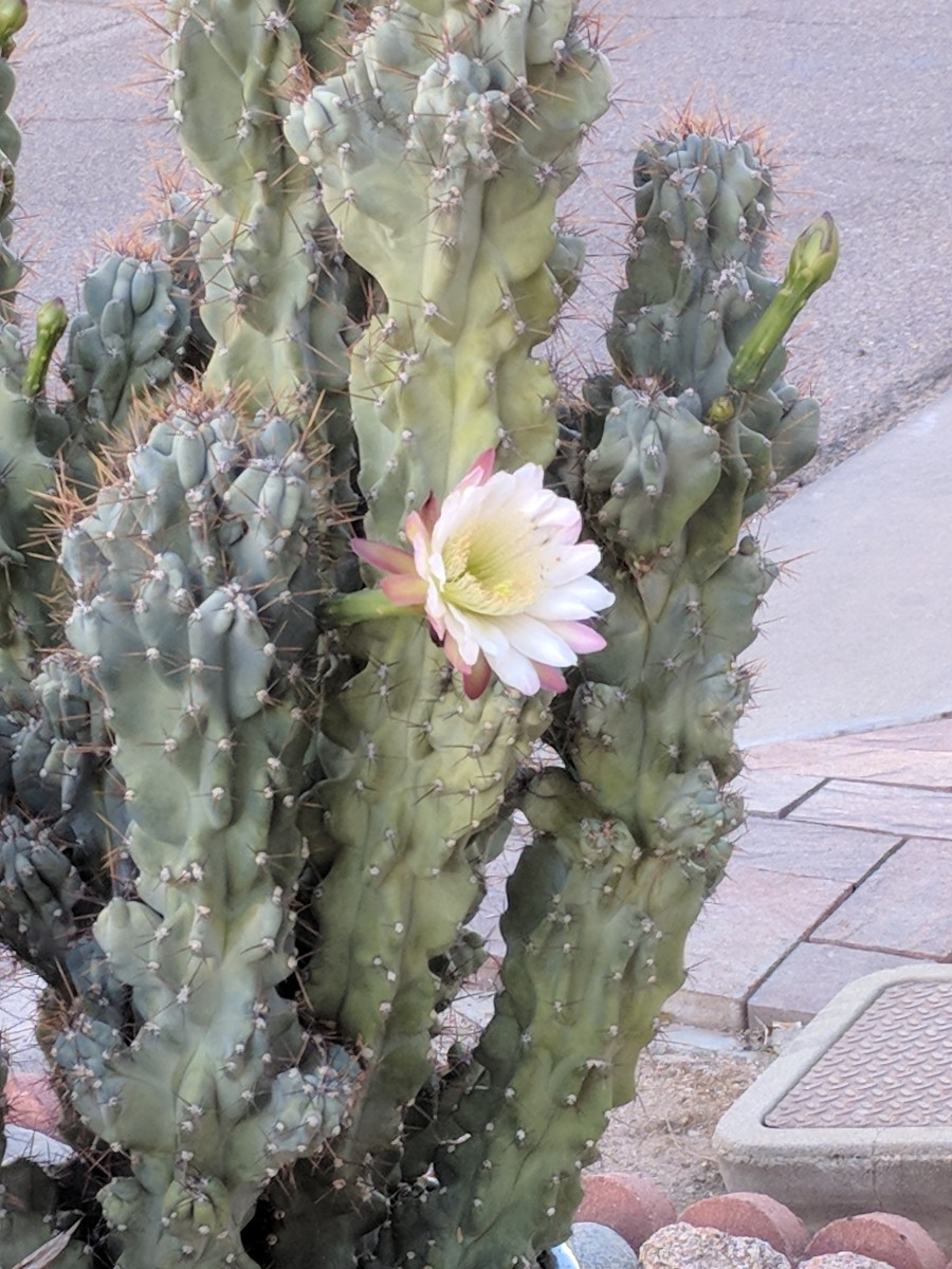 Monstrose Apple Cactus in Tucson neighborhood showing off one of its beautiful flowers