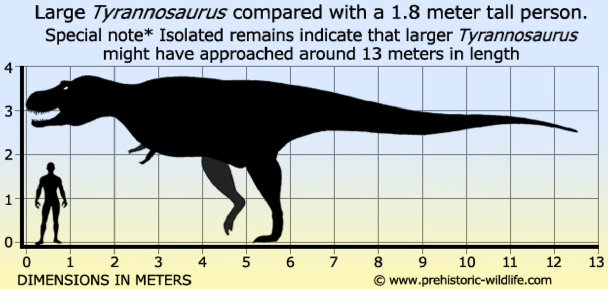 Size comparison between T-Rex and adult human.